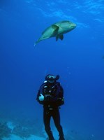 Colorful Red Sea 